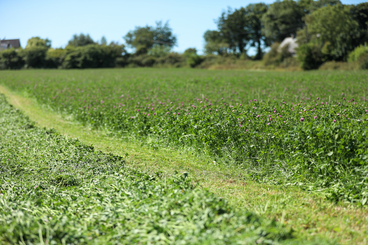 Reseeding with white or red clover gives you a natural source of nitrogen, letting you cut back on artificial applications across the year. Learn more about reducing N fertiliser use: germinal.ie/nitrogen-fixin… #farming #agriculture