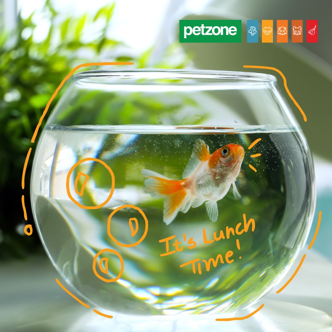 petzonestores's tweet image. Dive into a world of fin-tastic nutrition! 🐟✨ 

Petzone's Gold Fish Flakes and Tonic are a perfect duo to keep your underwater buddies healthy and happy. 

Shop more online today 👀 petzone.co.za/promotions/pro…

#petzone #fish #fishflakes #goldfish