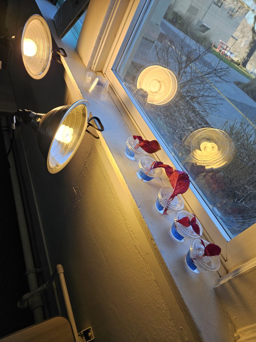 MsDoremus's tweet photo. Window sills are valuable! So are traditional bulbs...hard to find! https://t.co/Wpm7h7VwO2