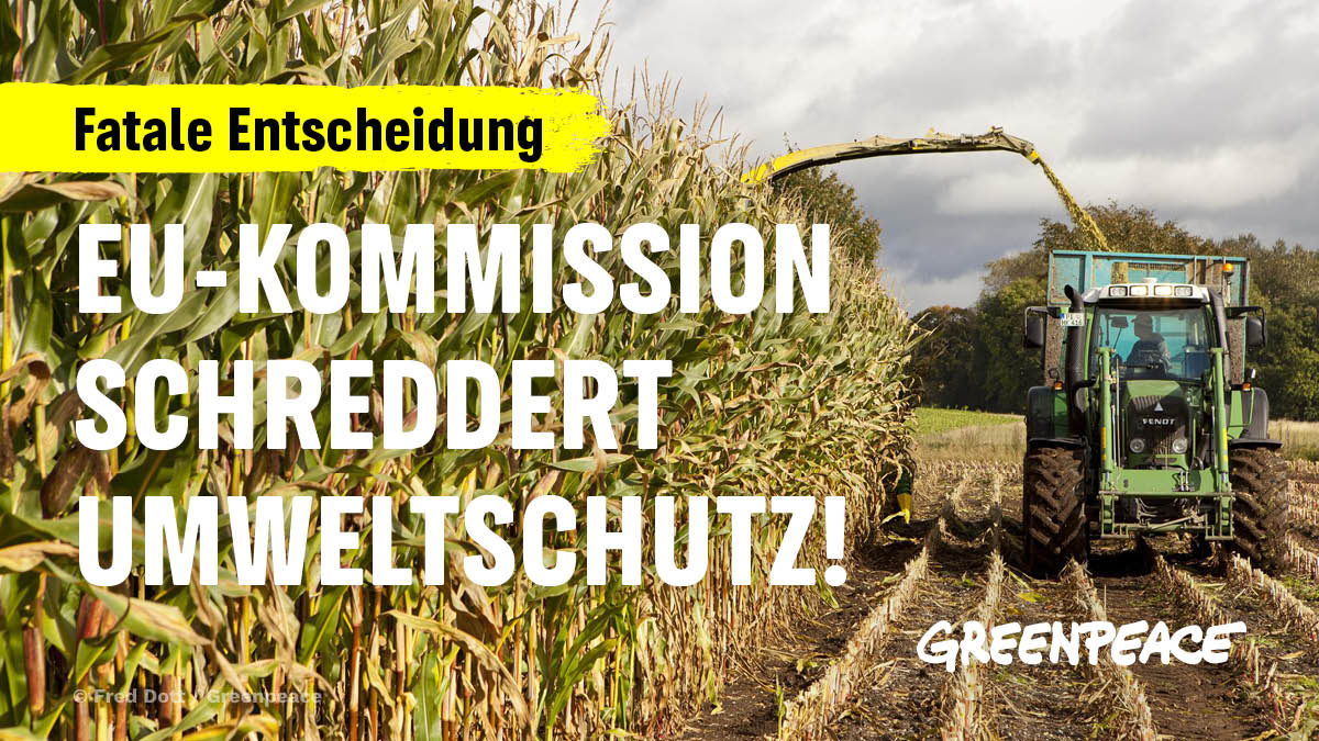 (1/5) Unfassbar: <a href="/vonderleyen/">Ursula von der Leyen</a> kassiert weiter den Umweltschutz in der #Landwirtschaft! Trotz fehlender Mehrheit bei den Mitgliedstaaten beschließt die @EU_commission heute ökologische Anforderungen auszusetzen, die in der #GAP geregelt sind. #GLÖZ8