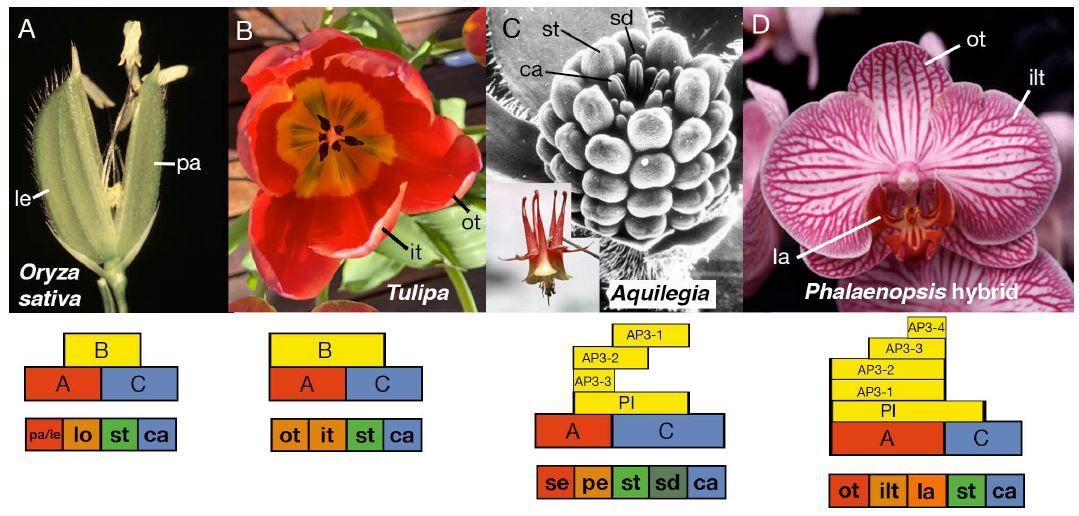 REVIEW:  Reflections on the ABC model of flower development (John L Bowman, Edwige Moyroud) buff.ly/3OIDlHM <a href="/ASPB/">ASPB</a> #PlantSci