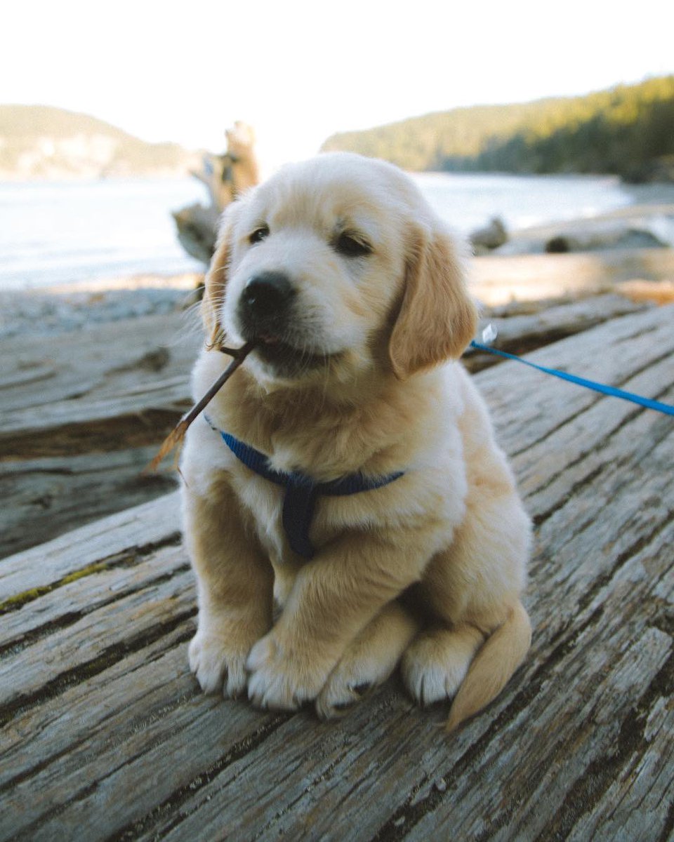 dog_rates's tweet photo. This is Milo. His job is beach. 12/10 https://t.co/xKyfRGJleX