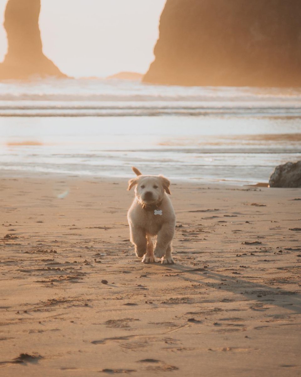 dog_rates's tweet photo. This is Milo. His job is beach. 12/10 https://t.co/xKyfRGJleX