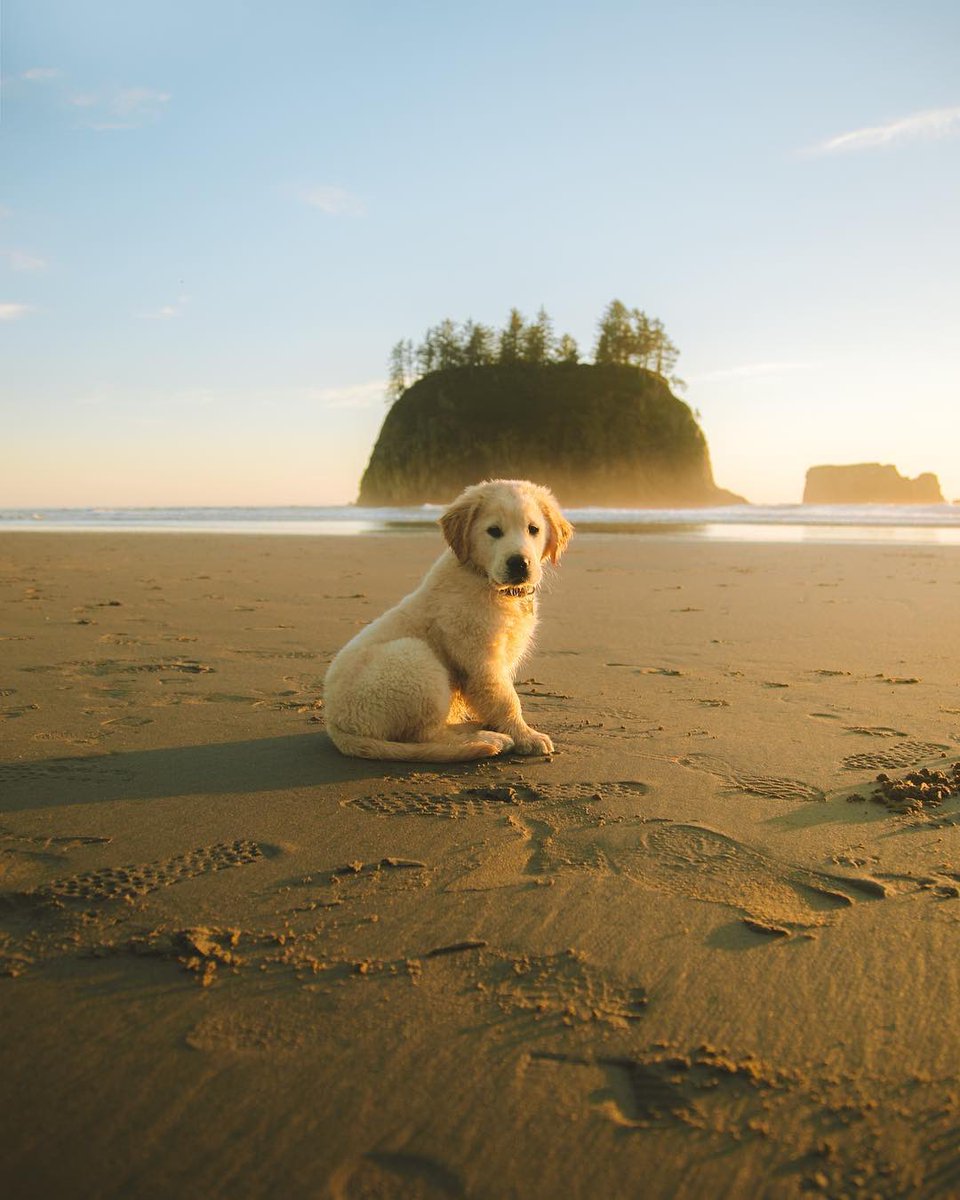 This is Milo. His job is beach. 12/10