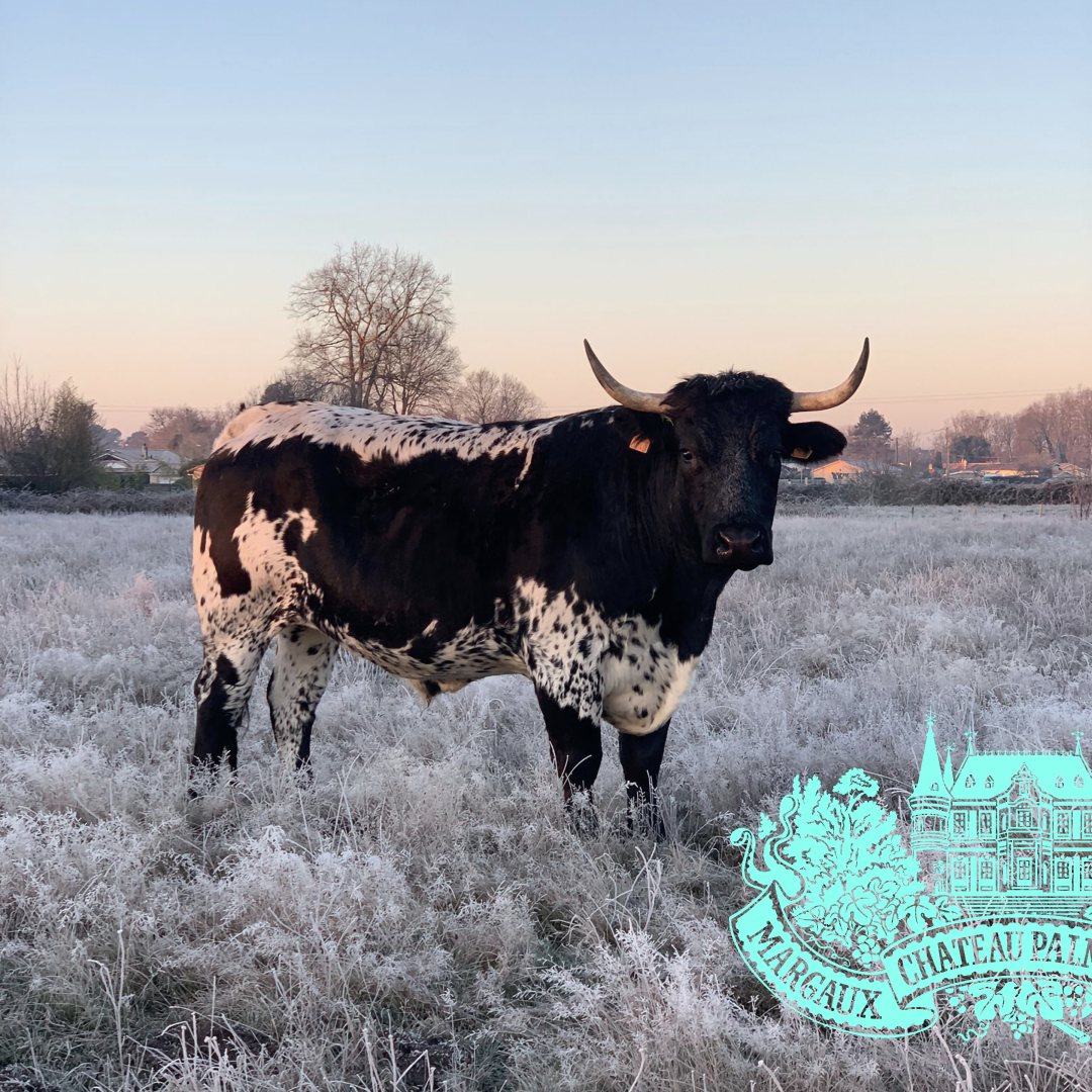 QUEENS OF THE CASTLE

The cows of Château Palmer, in all their majesty.

Les vaches de Château Palmer, en toute majesté.

🔗 Link in bio to read more

•

#ChateauPalmer #TimeAlwaysTells #Wine #FineWine #Frenchwine #Winelover #Vignoble #Epicurien #Epicurian