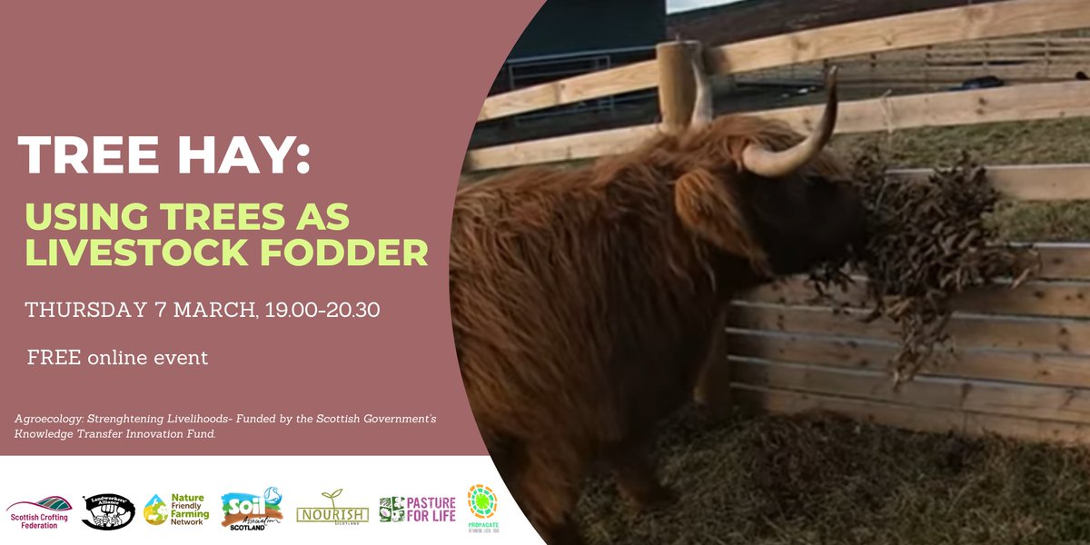SoilAssocScot's tweet photo. Have you ever thought about using #TreeHay? Join us online with @OrgResCent Dr Lindsay Whistance, @lynbreckcroft &amp; Tap o’ North Farm for a practical &amp; informative session on using trees as fodder. Thurs 7 March 👇
https://t.co/fLz3iWvKNI
🪹🌳🐄 https://t.co/Jx81PIrxhm