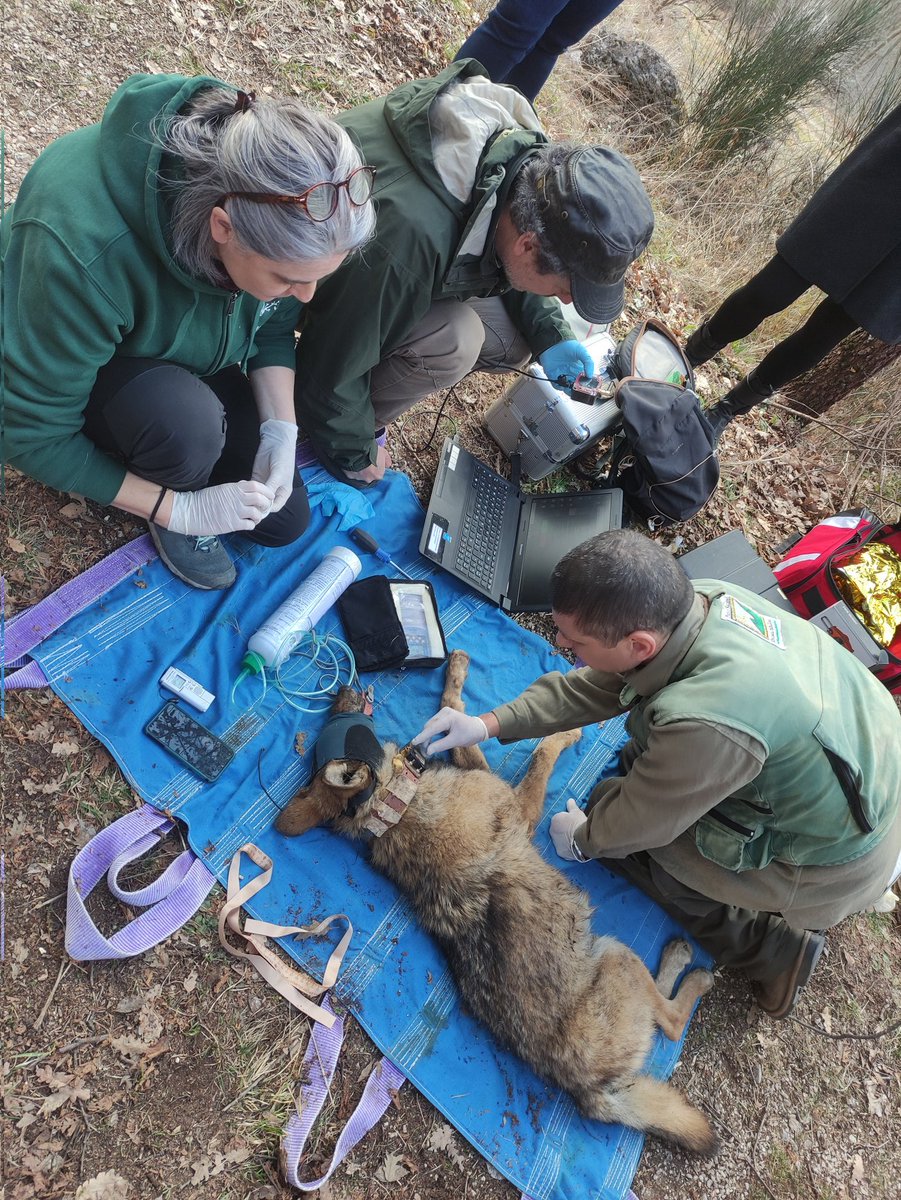 DrogheiSarah's tweet photo. Last week, attending the release of a wolf in the Sibillini National Park, Italy. This young female was found in October inside a chicken coop in an advanced stage of mange.

#wolf #wolves  #italianwolf #wolfrelease #wolvesconservation https://t.co/LqsUO1RQPq