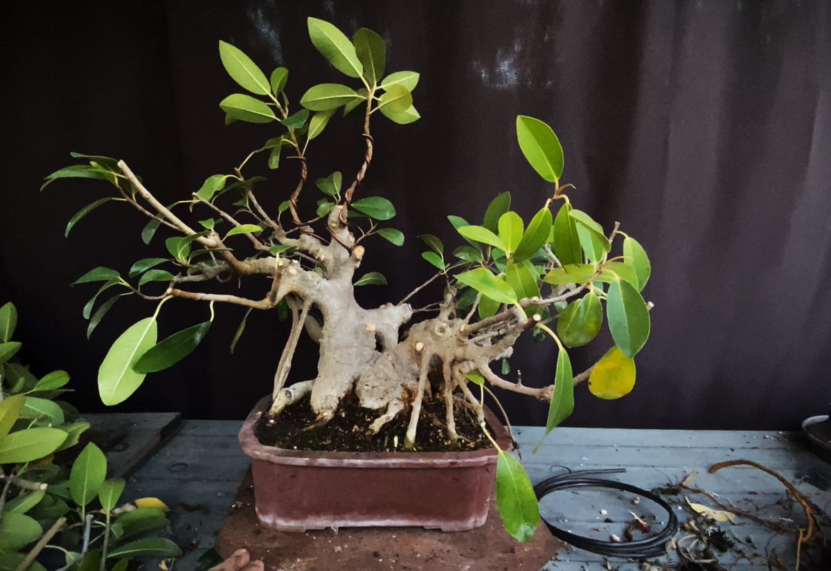 DrunkBonsai's tweet photo. For #thicktrunktuesday, I offer you this ficus #bonsai from the #DrunkBonsai collection. https://t.co/k2o1OQUehK