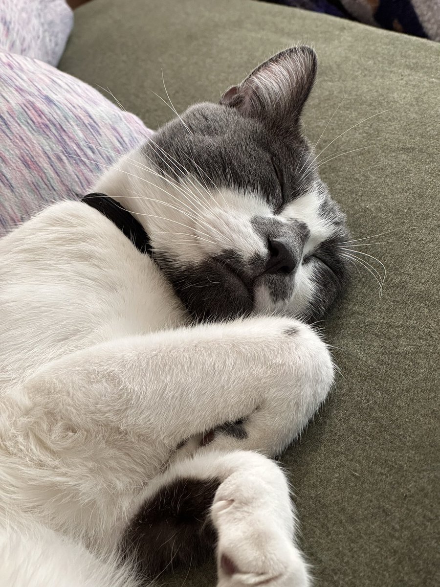 HeyItsMe1361's tweet photo. Good morning from me and max. He’s a sleepy boy hehe. Just a reminder two valentines cover will be coming out tomorrow 🤩. I hope everyone has a good day today.
#SuperBowl #Cat #Vtuber #sleepycat #SmallStreamerCommunity #streamer #twitch #catbeans https://t.co/X5dSg1tUXr