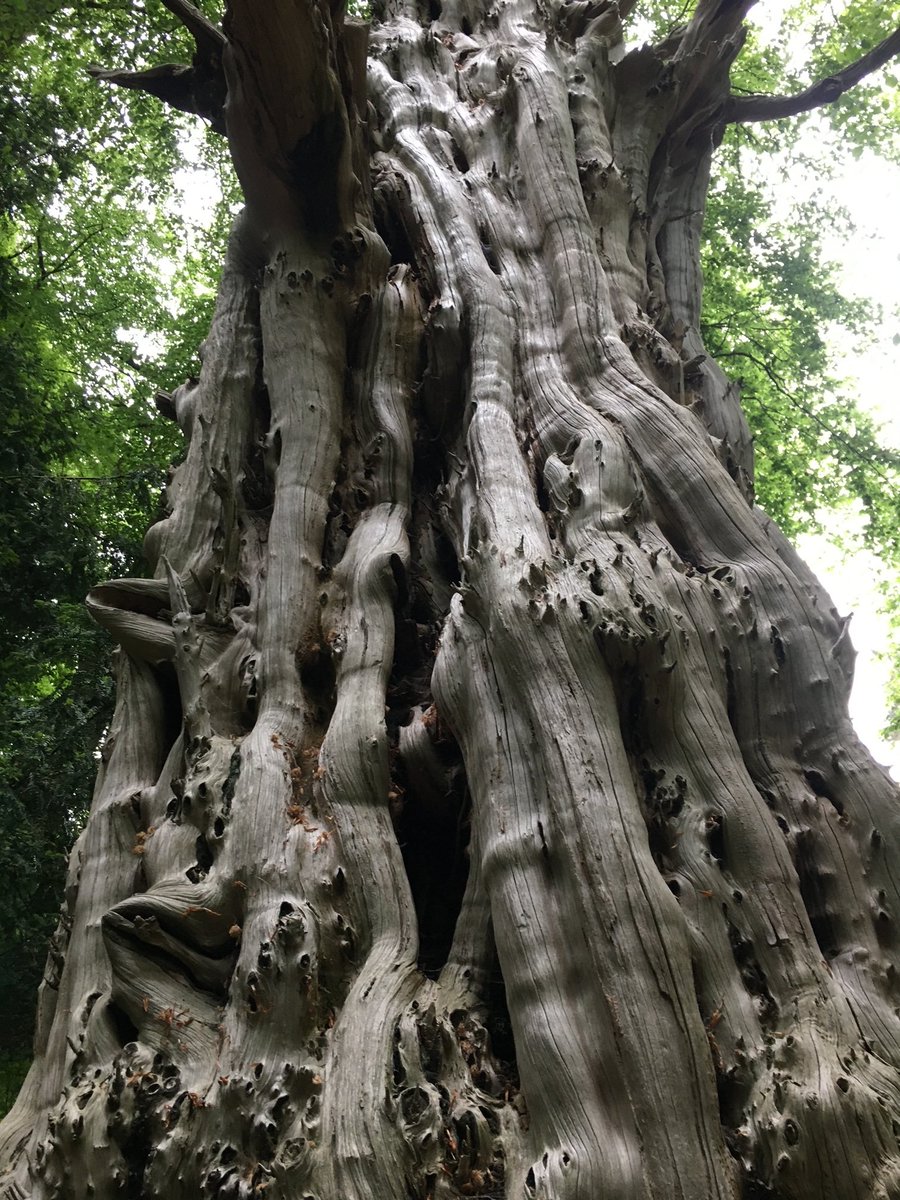 3 inspiring new podcasts on the cultural value of trees outside of woodland out now! Featuring <a href="/curiousways/">Lewis Winks</a> <a href="/guyshrubsole/">Guy Shrubsole</a> <a href="/jjosmith1/">Jos Smith</a> <a href="/MiwaNagato/">Miwa Nagato- Apthorp</a> <a href="/LukeThompson210/">Luke Thompson</a> and me. 

Plus a wonderful arboreal photo essay inc @nicolakidsbooks <a href="/AmyJaneBeer/">Dr Amy-Jane Beer (now on Insta/Bluesky)</a> &amp; more!

lestari.org/case-studies/t…