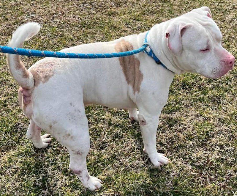 NMBewitched's tweet photo. Village Fetty needs help
#Pleasantville #NJ
❇️Special Request
9yrs old #Blind @deafdogsrock
Very sweet & mellow boy. 🐶friendly as long as they are respectful & gentle. Great leash walker.
His owner said "he couldn't use him anymore"🤬🔥
🙏 #Adopt
#Rescues have #Foster offers https://t.co/6TrdRWYlXc