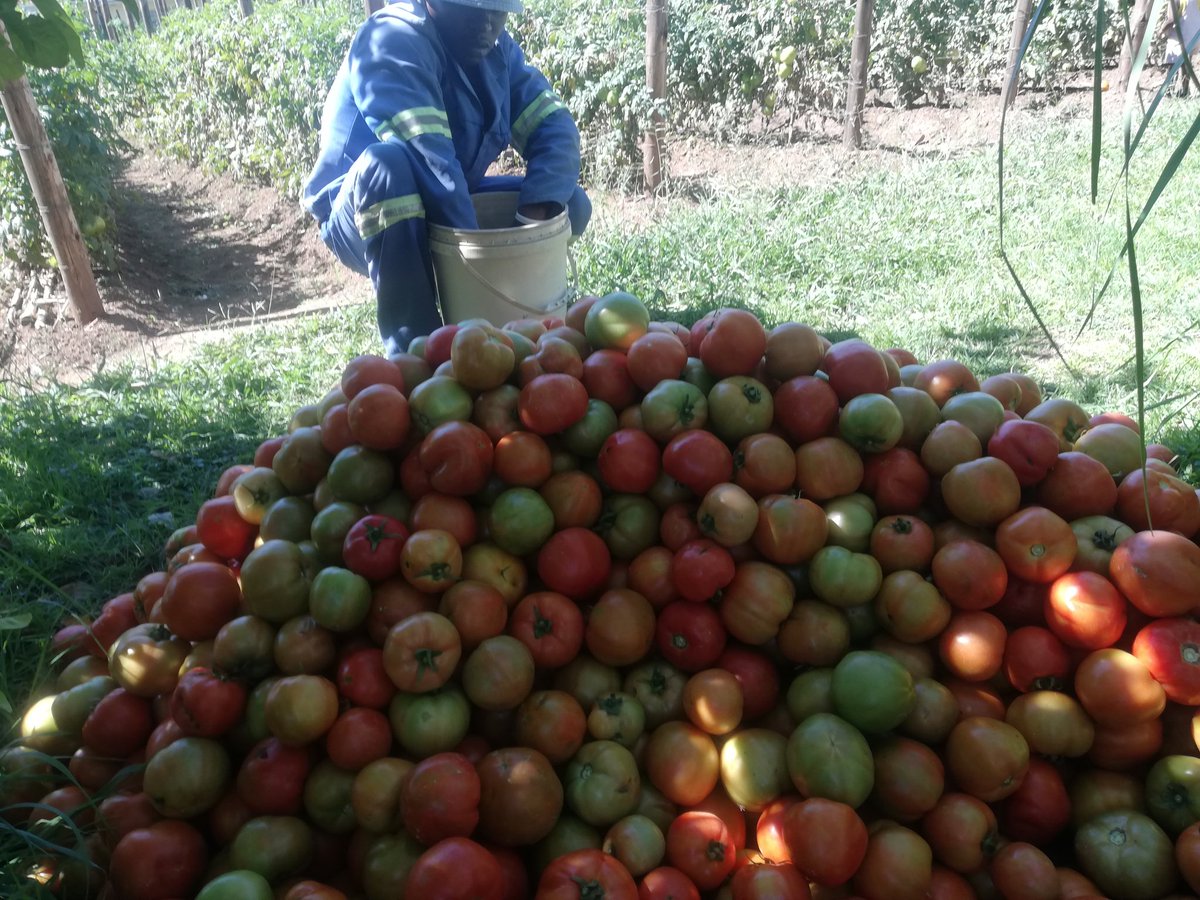 GZManyonganis's tweet photo. Patience and hard work required. Our tomatoes 🍅 now on the market https://t.co/mz73tXrLTl