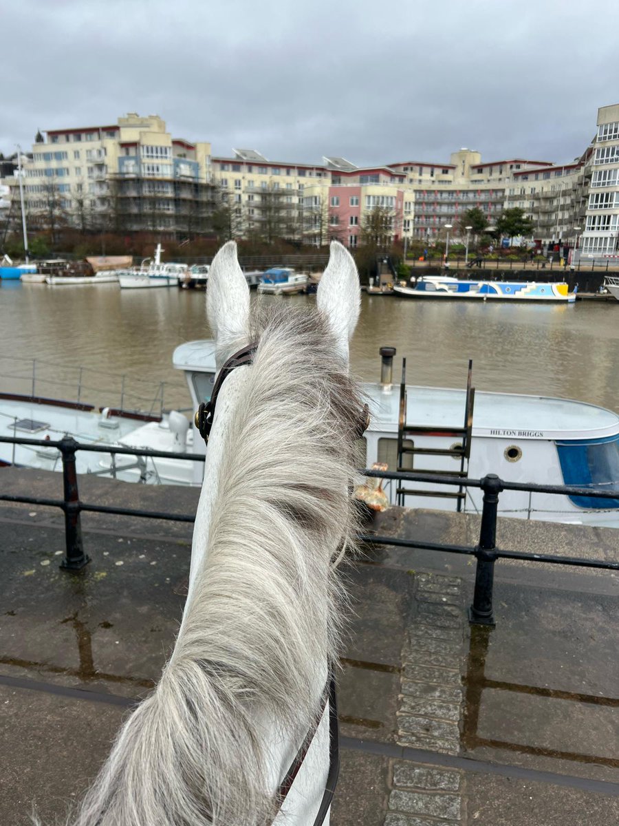Arthur Apples has ventured to Bristol on his patrols today! 🦄🍎 Now all we have to do is explain to him how boats work 🤔 #policehorsesinthecity #mountedpatrols #goodboyarthur