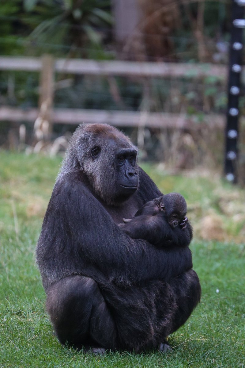 ANOTHER ONE 🦍🦍 We’re thrilled to welcome a second baby gorilla to our troop, as Effie has given birth just 3 and half weeks after Mjukuu had her baby.