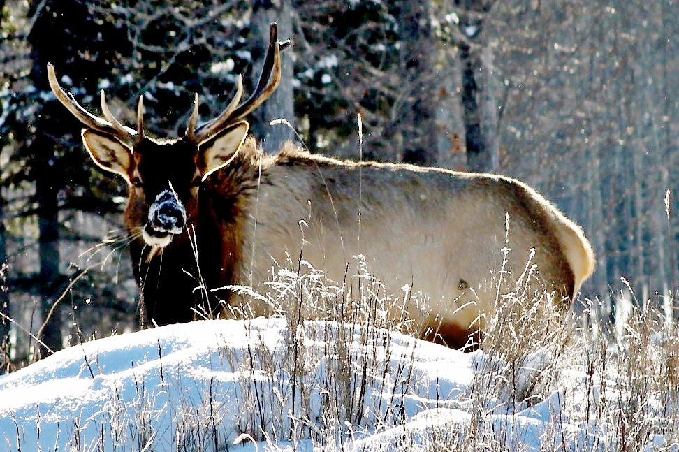WylieAnnette's tweet photo. Hello do u mind I'm having breakfast @ctvsaskatoon @GlobalSaskatoon @WildlifeSarcasm @weathernetwork @YXEWeather #elk #wildlifephotography #wildlife #Saskatchewan #pictureoftheday #ctvsaskatoon #globalsaskatoon #followme # https://t.co/TSGfP9qt15