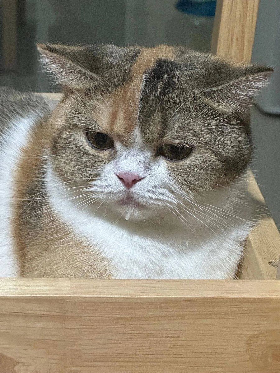 NoCatsNoLife_m's tweet photo. Hungry 🤤 https://t.co/INU2BZX9D6