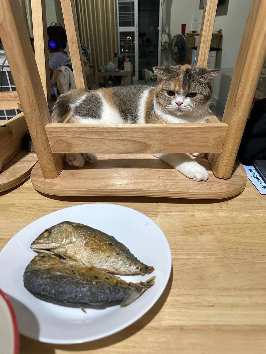 NoCatsNoLife_m's tweet photo. Hungry 🤤 https://t.co/INU2BZX9D6