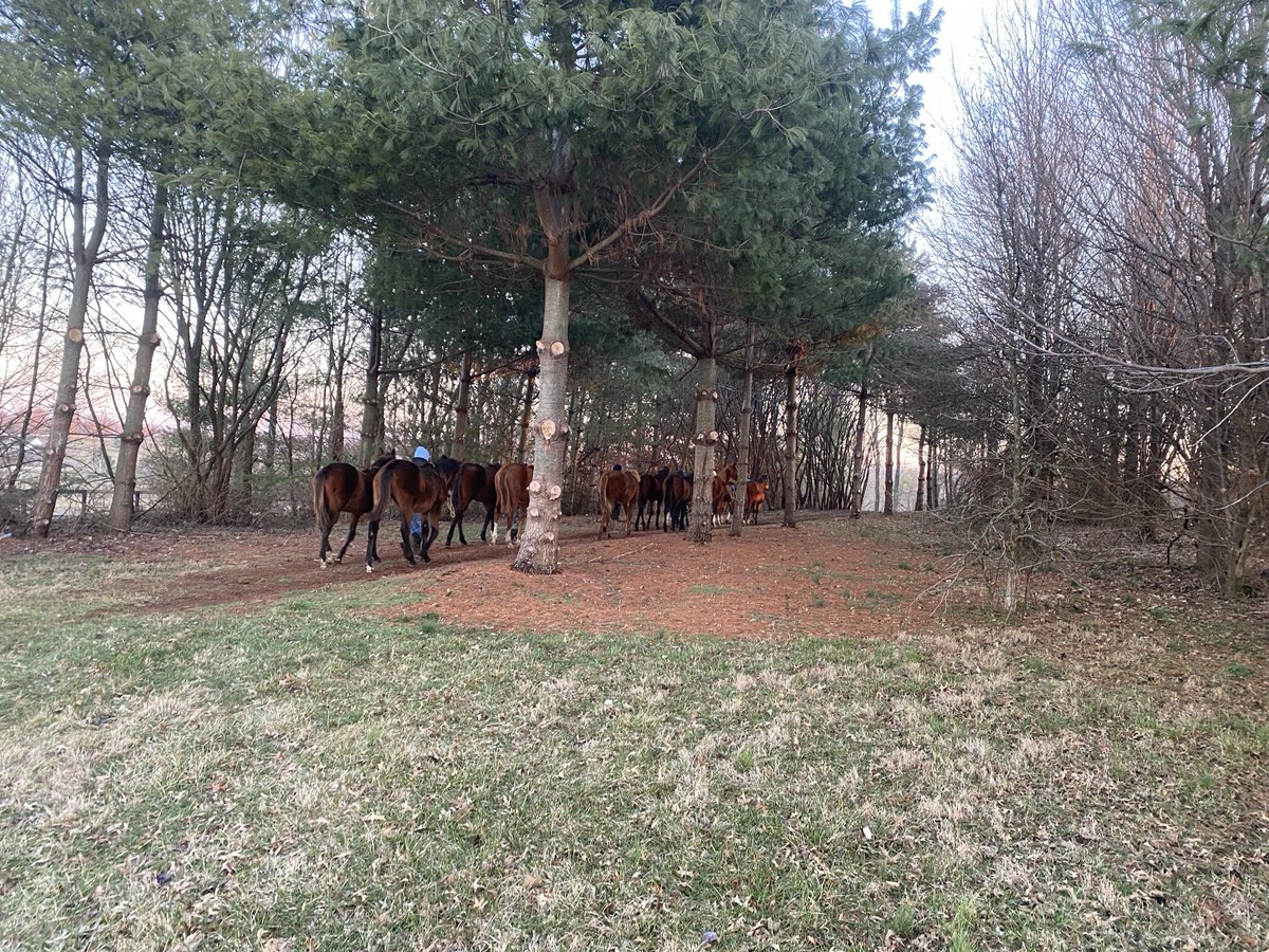 After a wet cold night the yearling fillies are looking forward to some brekkie!