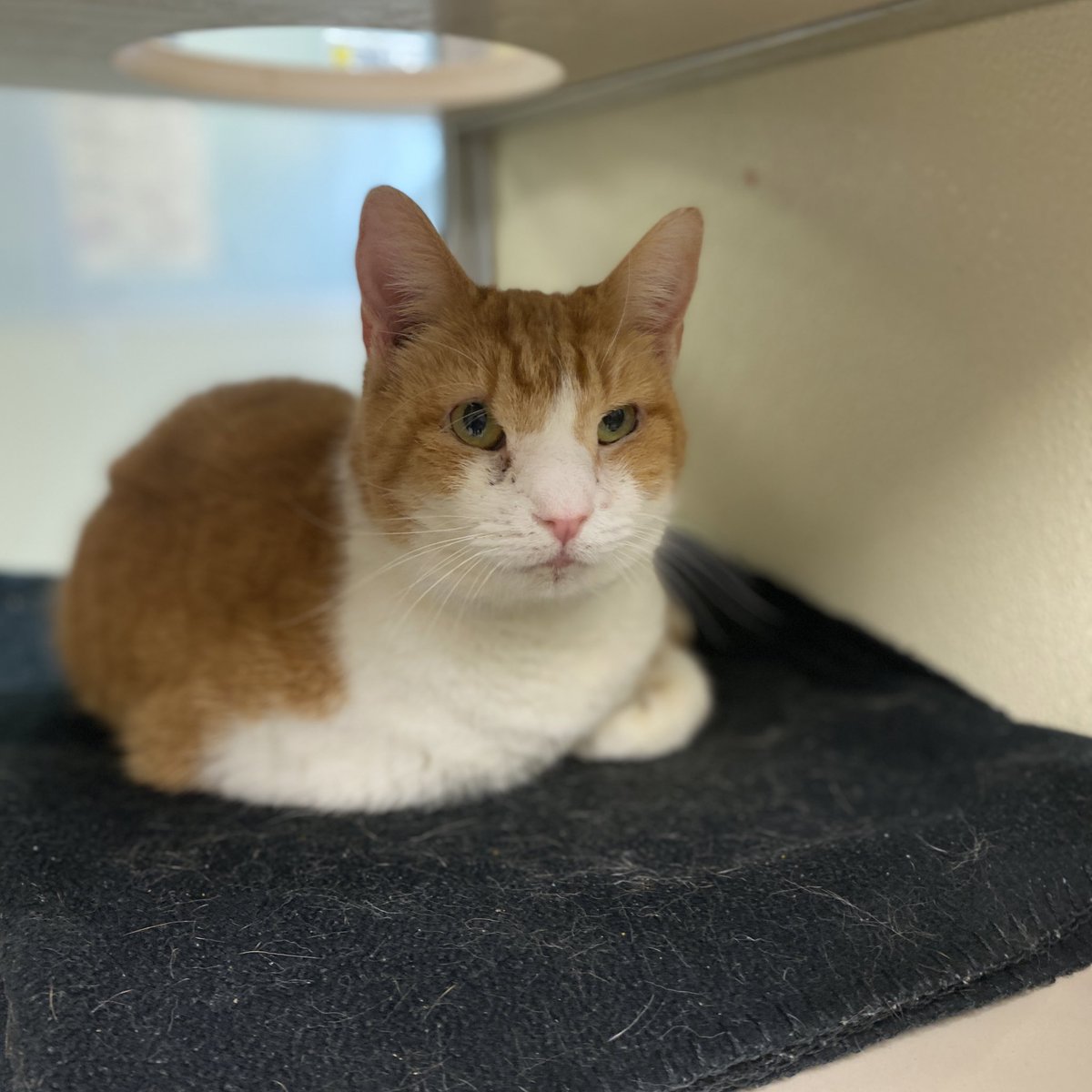 Pretty Squidwarda is looking for a home. She’s about seven years old and a whole lot of fun! She loves toys, wands, and likes getting her chin rubbed. 

📍 Blackwood, NJ 

#catlover #gingercat #adoptacat