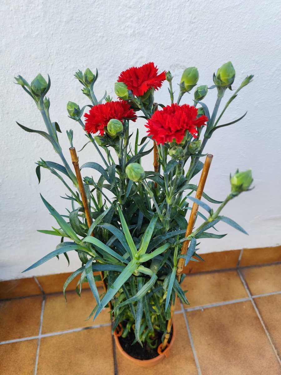 annapalca83's tweet photo. Preparant la terraceta 😍
#clavell #clavel #roig https://t.co/4t66hoOXeZ