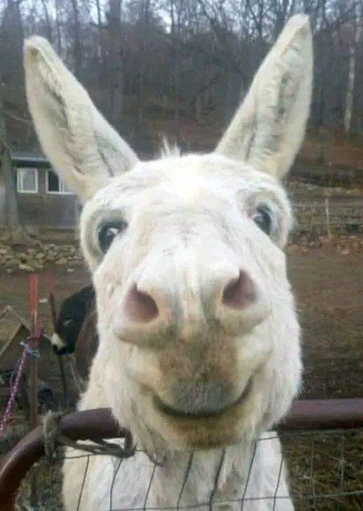 A Pastor entered his donkey in a race and it won.
The Pastor was so pleased with the donkey that he entered it in the race again and it won again.
The local paper read: PASTOR'S ASS OUT FRONT.
The Bishop was so upset with this kind of publicity that he ordered