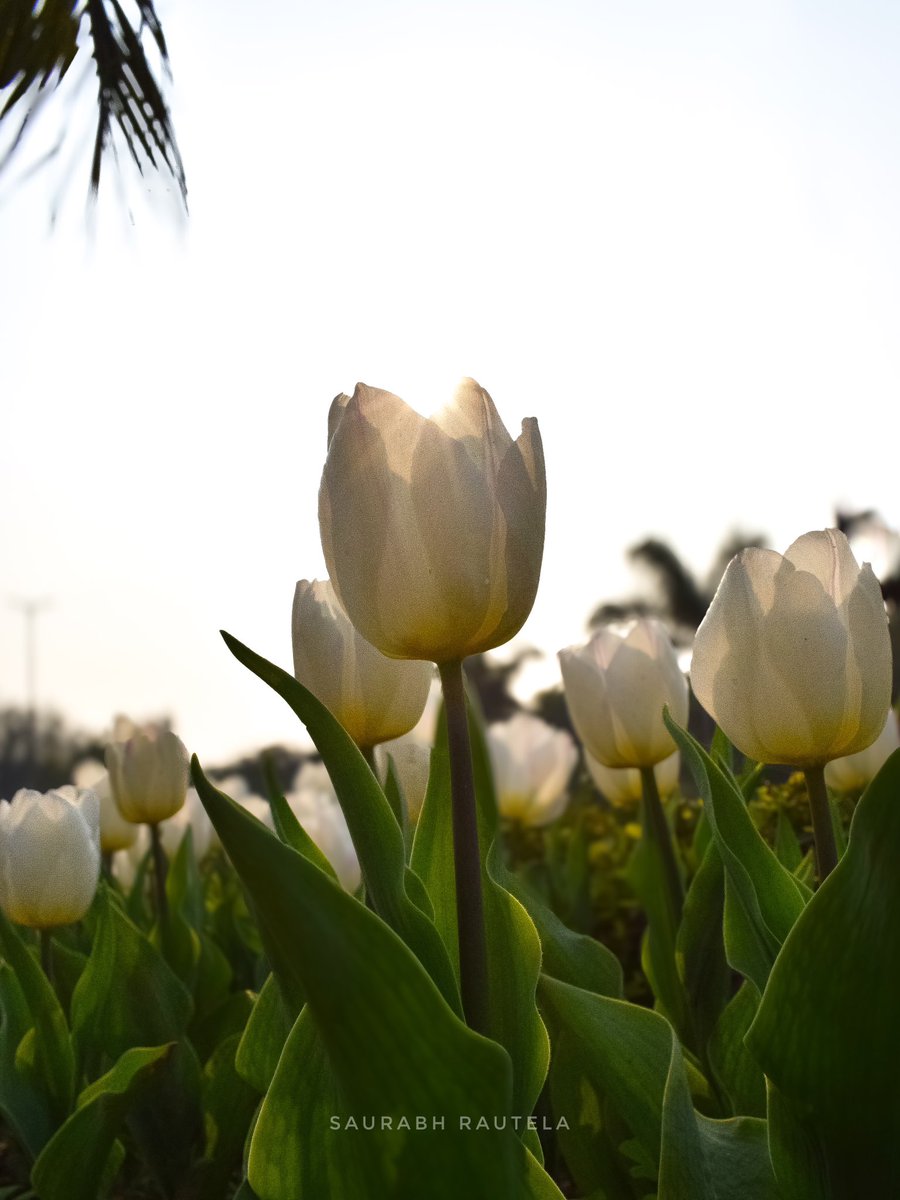 Picture of the day by <a href="/SaurabhRautela/">srv rautela</a>

Blooming Tulip! 

#NDMCTulipFestival
#SmartCity