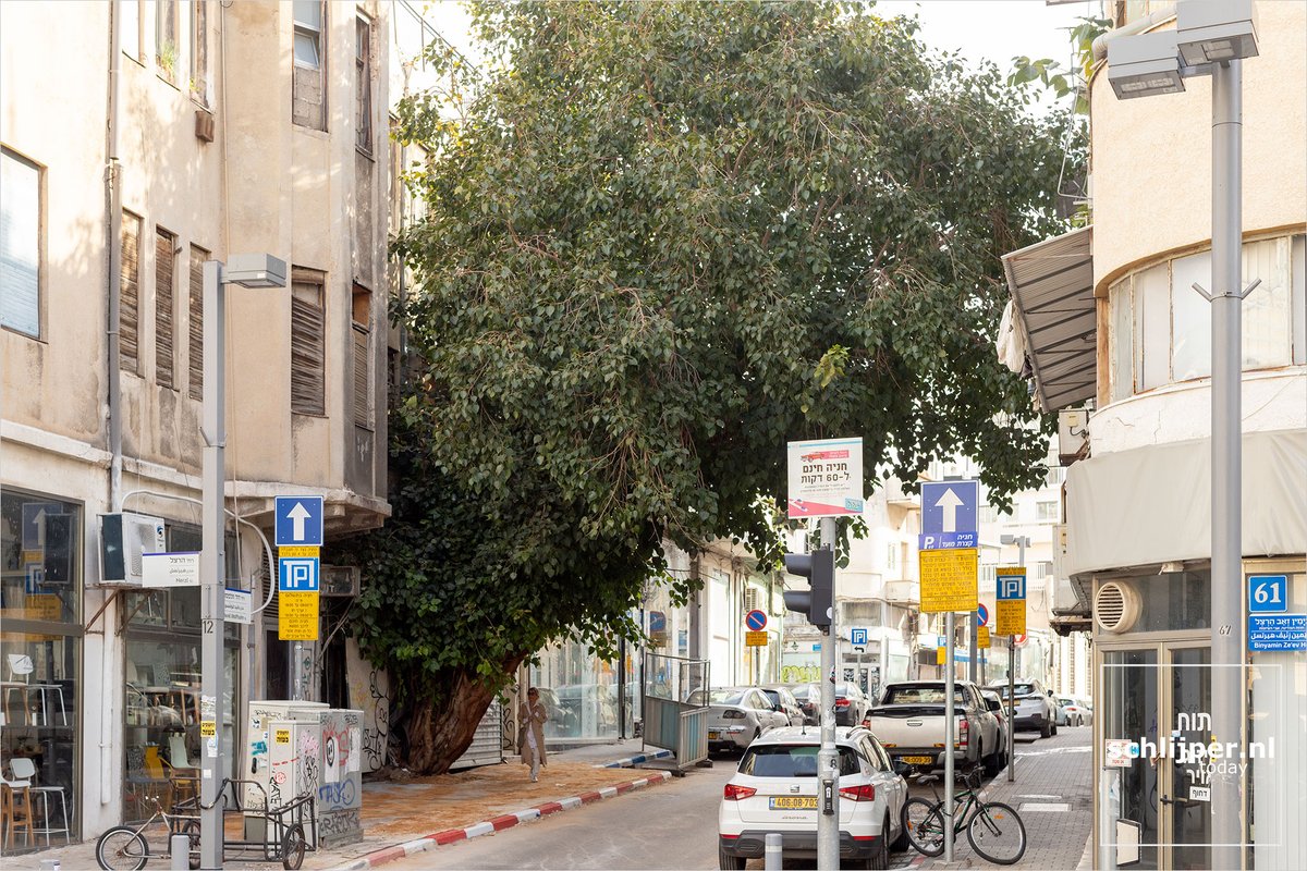 schlijperisrael's tweet photo. Finally it's possible to see and photograph the #WolfsonTree in total: the parked cars in front are removed.
Where: Tel Aviv, Wolfson
When: 13 02 2024 09:15
What: #treesTLV https://t.co/mxAswlFYC6