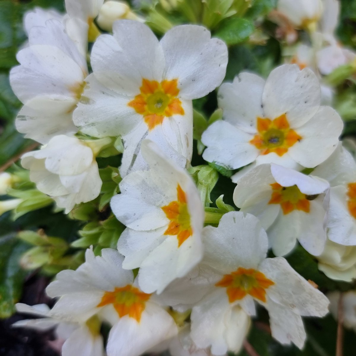 AspiringGreener's tweet photo. Primroses are out in my front garden 😀 #signsofspring https://t.co/xLReDHv9MR