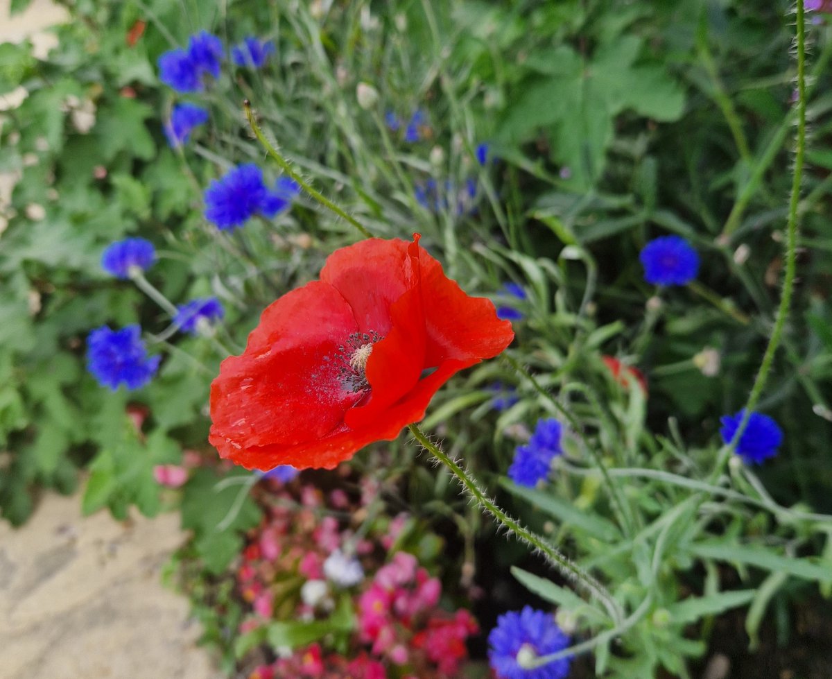 Write your WW1 poems on paper seeded with memorial flowers. Join the 2500 other children that have already done so. See your thoughts grow into flowers on the battlefields where so many soldiers died. ww1aviationheritagetrust.co.uk/.../ww1-poetry… #WW1 #History #Poppy #Somme #LestWeForget #Essex