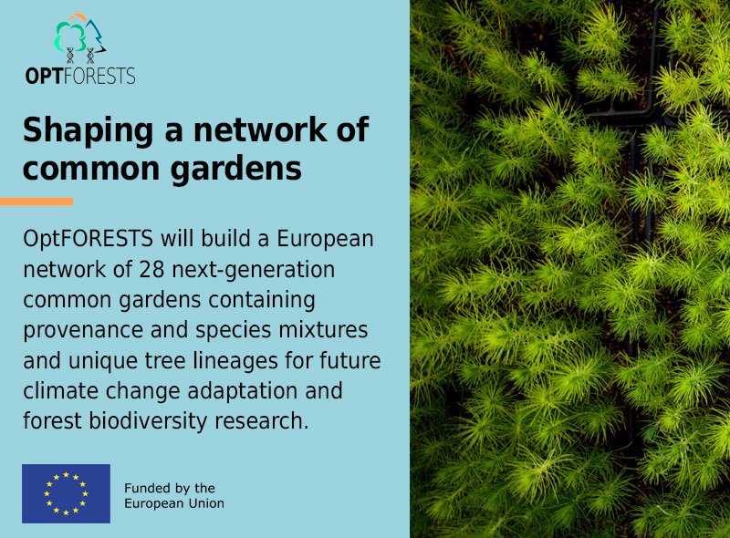 🌳🌡️ OptFORESTS wants to go further to make #forests more resilient! By creating a European network of next-generation common gardens, we're setting the basis for future adaptation to #climatechange! 🇪🇺#HorizonEU #DiscoverOptFORESTS 🍃Find out more at optforests.eu