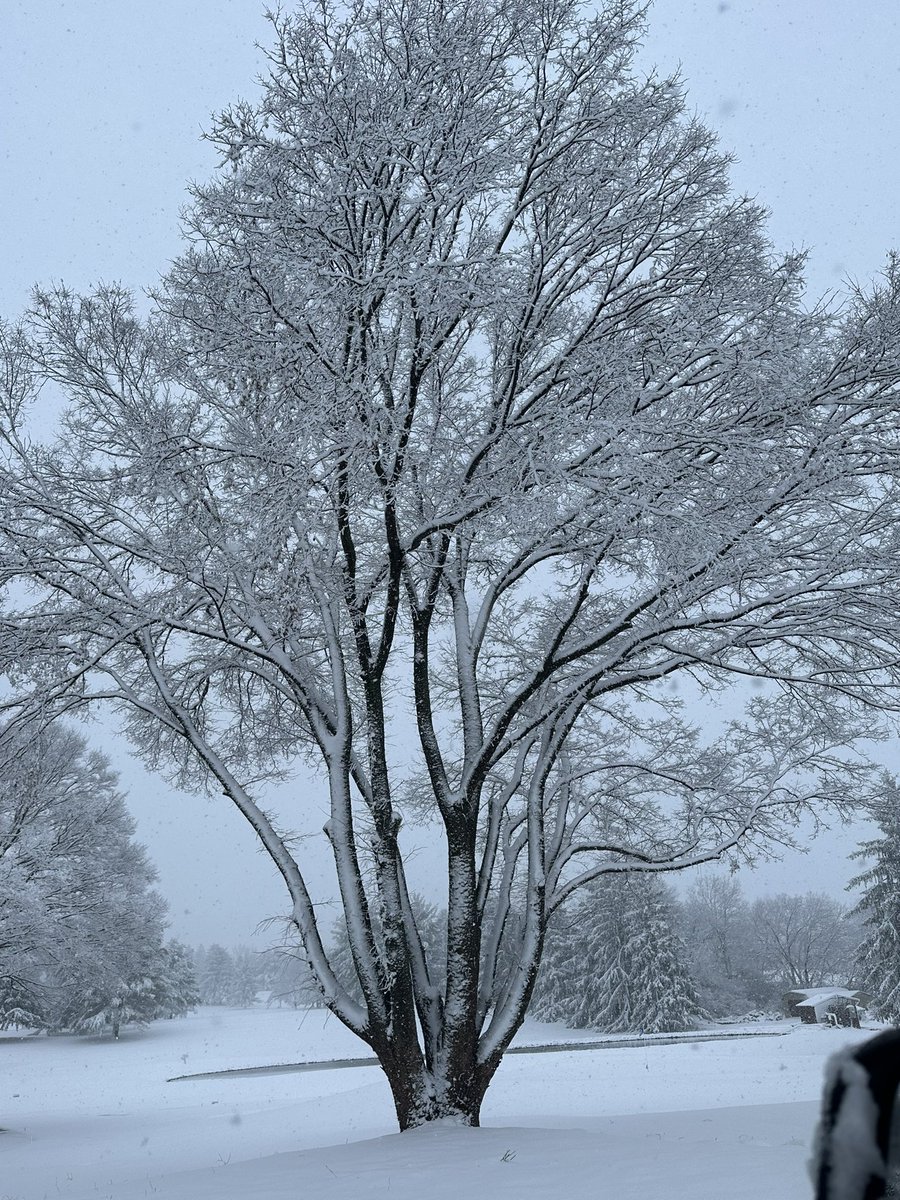 OGCgrounds's tweet image. 60 degrees and a packed tee sheet a few days ago, 4” and counting this morning. The Zelcova behind 5 green got a haircut just in time (pictures are 16 hours apart). @Gmanos86 @ManheimTwp