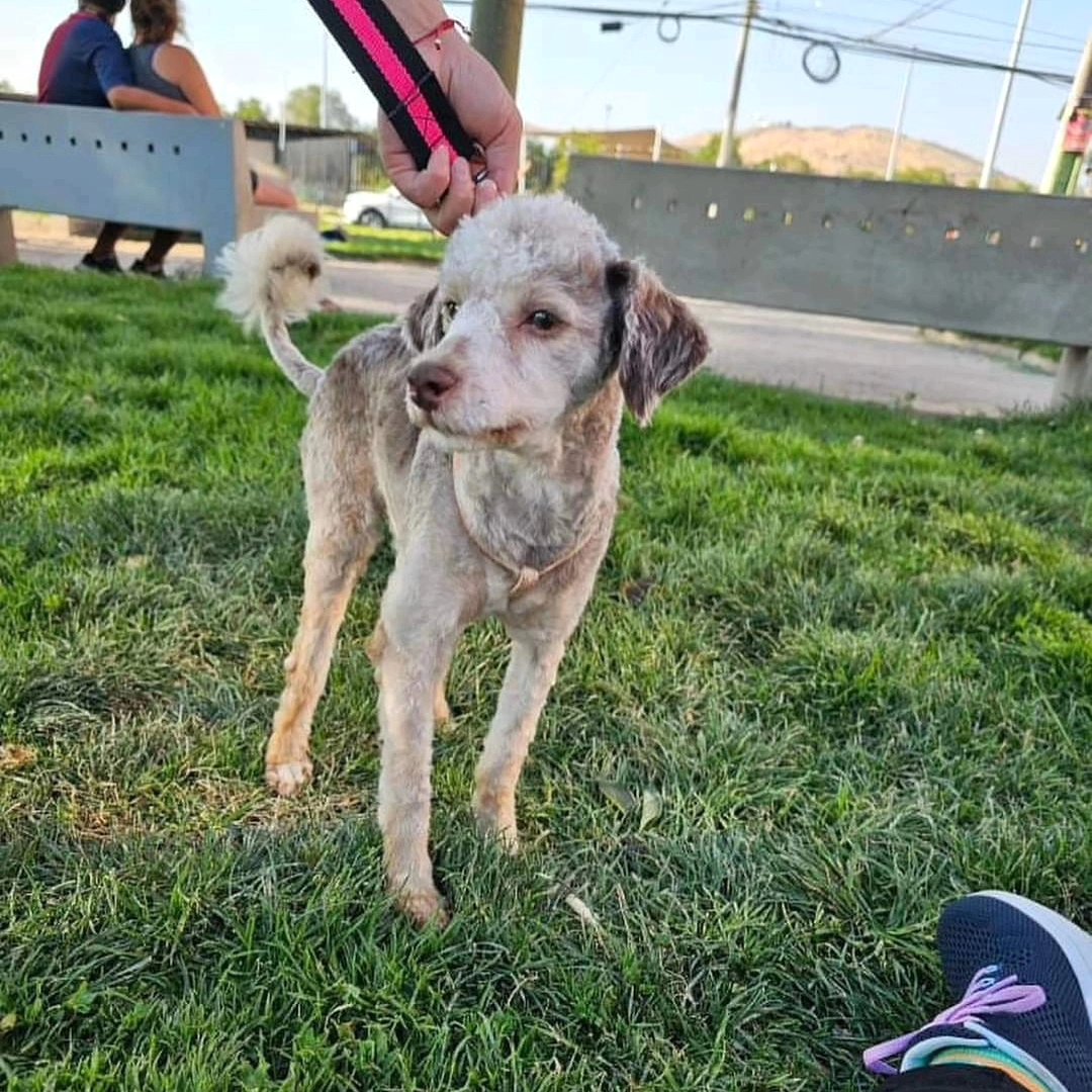 En busca de papis muy amorosos que me quieran adoptar🏡🐾
Mi nombre es simba. Peso 5 kg aprox, Castrado. Soy muy amoroso, me llevo bien con perritos y gatitos.
Me rescataron con sarna en todo mi cuerpito.Puedes pedir formulario de pre-adopción al +56953554748 o al +56933210975