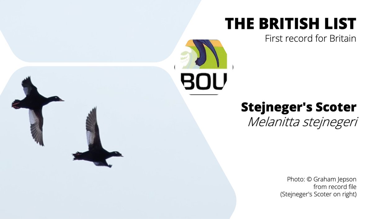 BOU ๐ฉ๐ปโ๐ซ๐จ๐ฟโ๐ซ๐ง๐ฝ๐ณ๐ฝโโ๏ธ ๐ (@ibis_journal) on Twitter photo #FirstForBritain
Admitted to the #BritishList
Stejneger's Scoter Melanitta stejnegeri
One, male, second-calendar-year or older, Gullane Point & Ferny Ness, Lothian, Dec 2022; Lower Largo, Fife, April/May 2023
bou.org.uk/british-list/cโฆ
The British List now stands at 634 species #FirstForBritain
Admitted to the #BritishList
Stejneger's Scoter Melanitta stejnegeri
One, male, second-calendar-year or older, Gullane Point & Ferny Ness, Lothian, Dec 2022; Lower Largo, Fife, April/May 2023
bou.org.uk/british-list/cโฆ
The British List now stands at 634 species