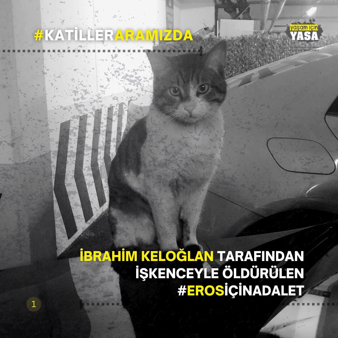 Kedi kimsenin malı değil kimse zarar görmedi diye savunulup iyi hal indirimi verilmesi kabul edilir bir şey değil, kediler birer mal değildir canlıdır canlı! #ibrahimkeloglantutuklansın