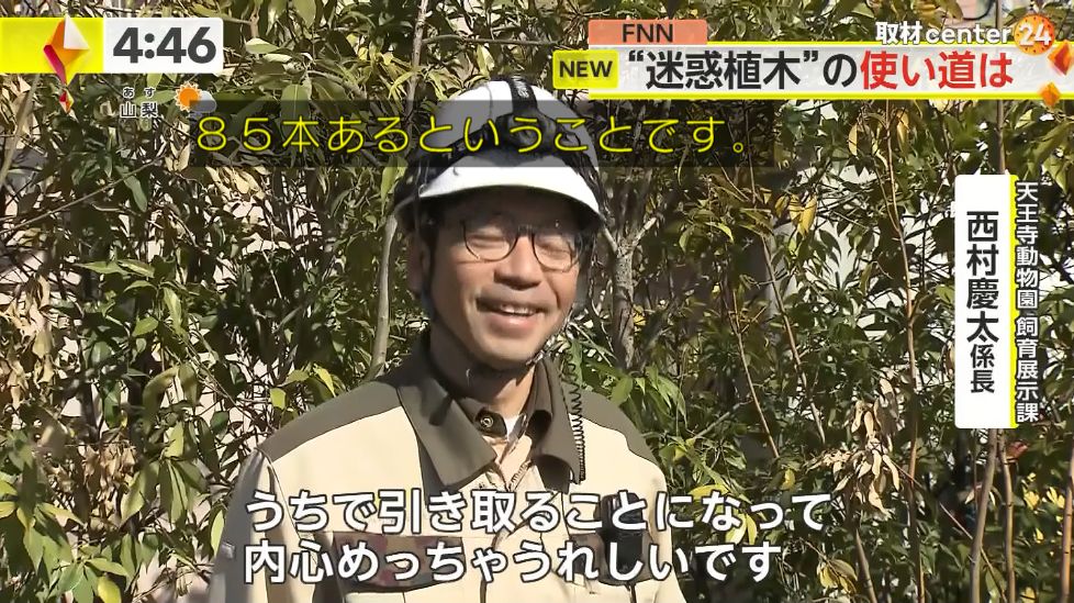 大阪市「歩道に放置された植木鉢邪魔やな」

天王寺動物園「キリンとかが食べるから欲しい」

すげえ有効活用で草