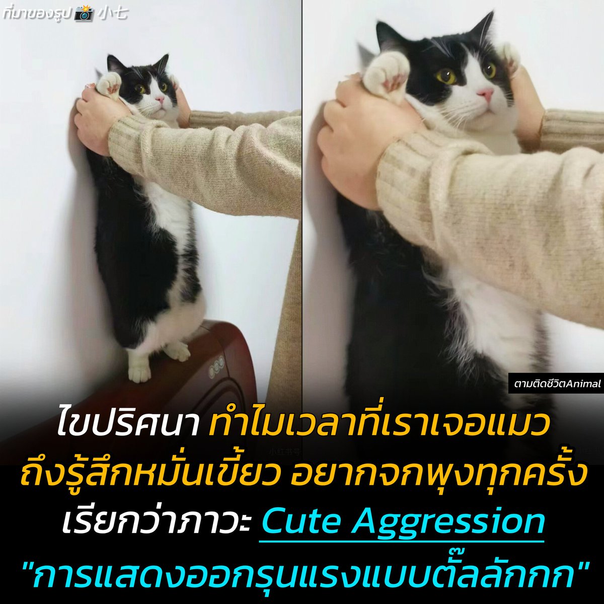 เคยสงสัยไหมว่าทำไมเวลาที่เราเจอน้องแมวตัวอ้วงๆ เราถึงรู้สึกหมั่นเขี้ยว อดใจไม่ไหวที่อยากจะพุ่งเข้าไปฟัดพุงน้อง ภาวะนี่เรียกว่า "Cute Aggression" หรือ "การแสดงออกที่รุนแรงแบงตั๊ลลักกกก" อารมณ์ประมาณกำหมัดและกัดฟัน ใครเป็นแบบนี้บ้างยอมรับมาซะดีๆ 😂