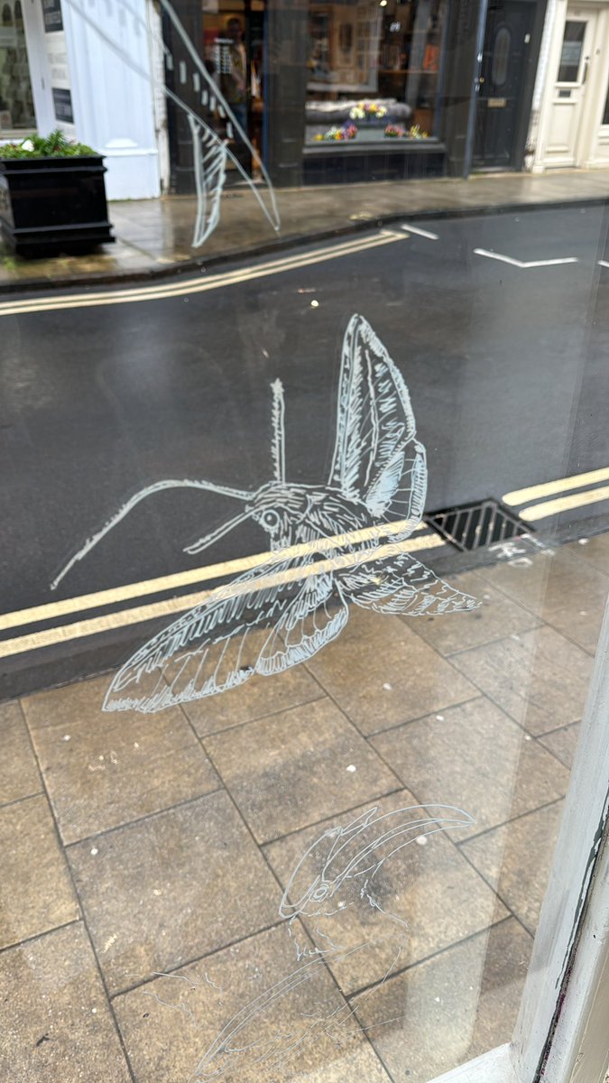 BRillustrations's tweet photo. I’m at it again, furiously scribbling on windows for @ladybirdbooks this time at the fantastic @MostlyReading in Abingdon who now also stock my cards as well as books

So, if you’ve got a shop &amp; want your windows covering in glorious flora &amp; fauna bookings are open

#illustration https://t.co/ze6hZsI9UY
