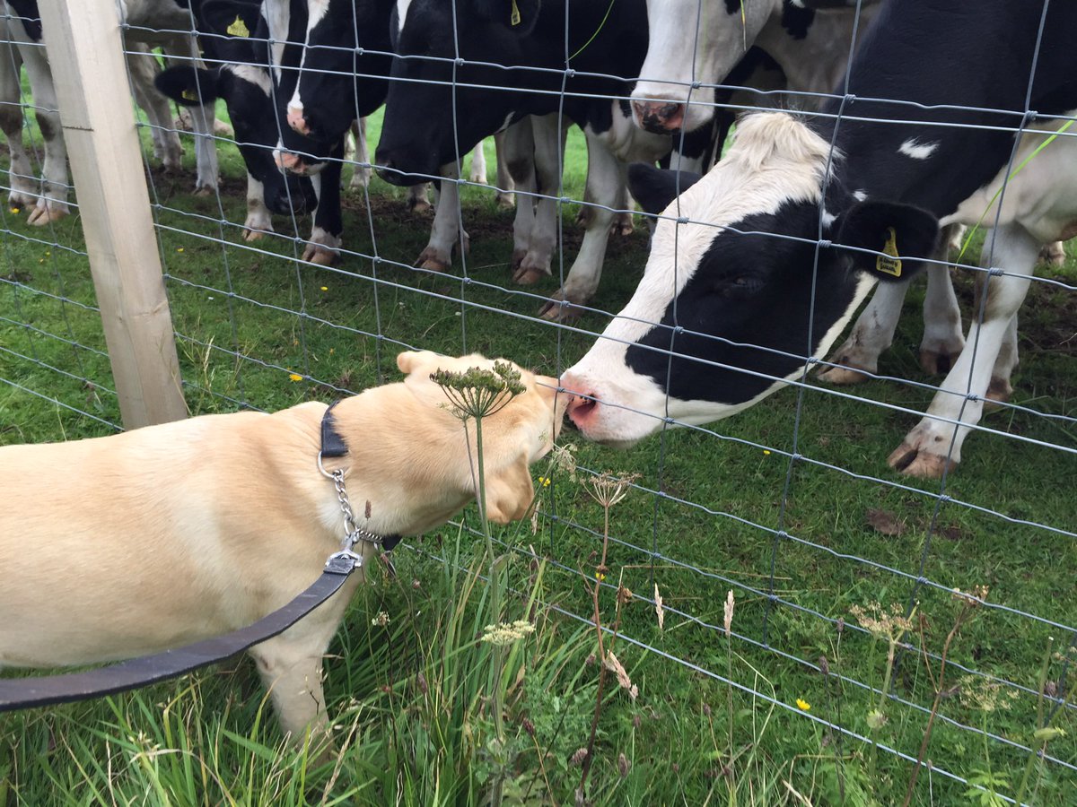 conciergevs's tweet image. Stig meet daisy