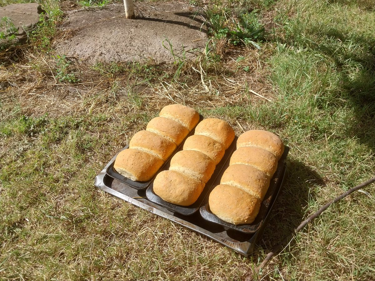 31 loaves of bread baked today. Wet dough 1000g/loaf. #SDG7 #KeelingCurvePrize