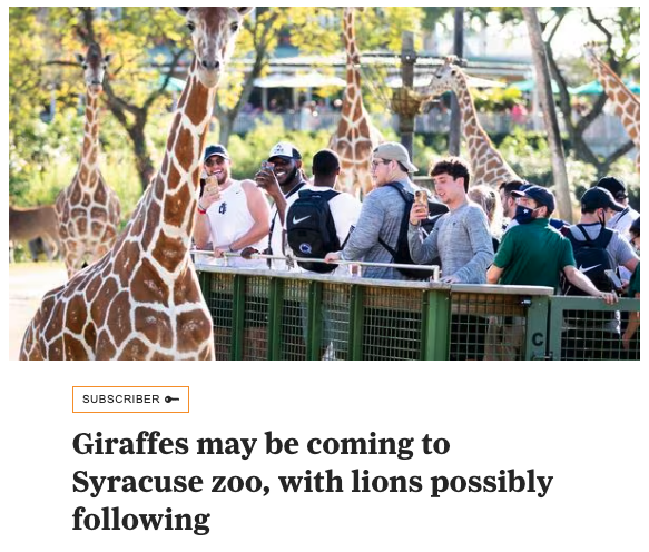 cpinck's tweet photo. Someone should warn the giraffes. https://t.co/4Bdfd94QwC