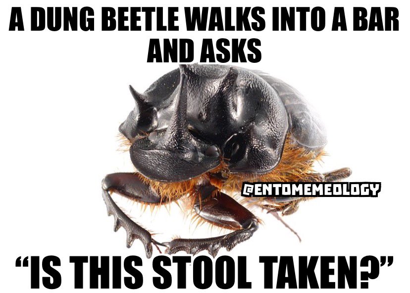 Another 💩 beetle meme

#entomemeology #dungbeetles