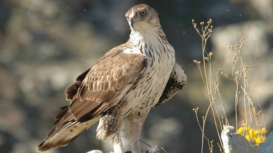 pkas1111's tweet photo. Desde 1970 no se veía al Águila Perdicera o Águila de Bonelli en el Sureste madrileño. Allí llegó libremente el pasado año. Lo hizo en el mismo lugar donde habían nidificado 50 años antes sus antepasados. Una segunda pareja, tb lo hace a 30 km de ésta. Dos parejas en el Sureste!! https://t.co/l1x6smcRZy