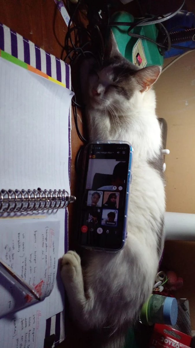 amaltri_'s tweet photo. apakah kucing ini merasa di dongengkan oleh dosenku? https://t.co/bYXNf47a9h