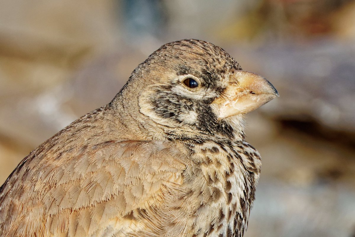 David Wright tweet media