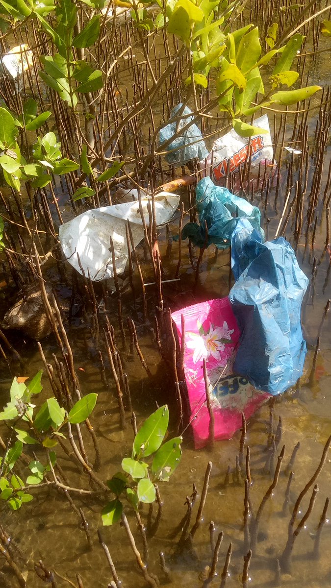 What can we do to stop plastic pollution from reaching our mangroves?
#PlasticPollution  #actNow #MangroveRestoration