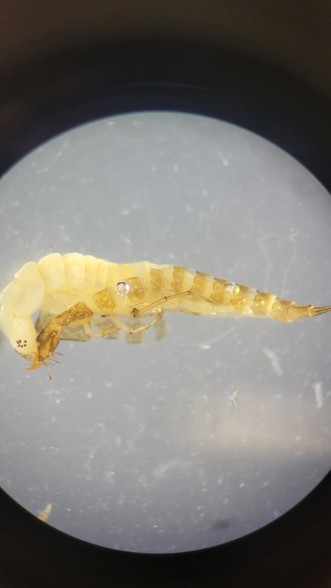 Processing and identifying some of my #pond #macroinvertebrate samples taken from sediment ponds and come across this wonderful specimen. A Dytiscidae (Diving beetle) larvae preserved mid-shedding 😍. A lovely fimd for the day #biodiversity #PhD #ecology #aquatic