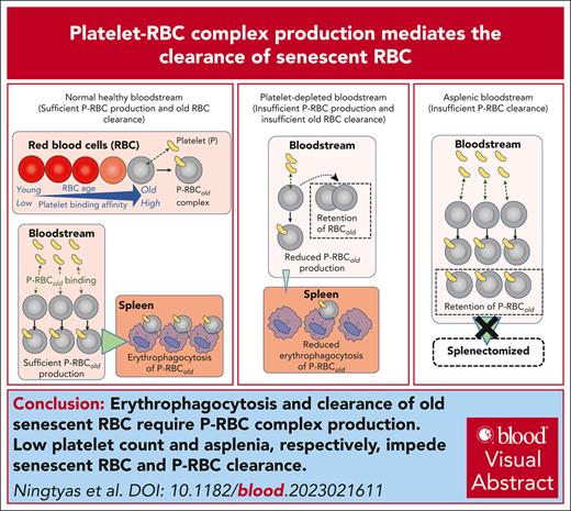 Senescent RBCs are bound to platelets, forming P-RBC complexes that are selectively consumed by erythrophagocytes.
ow.ly/tzqw50Qzm0y #plateletsandthrombopoiesis #redcellsironanderythropoiesis