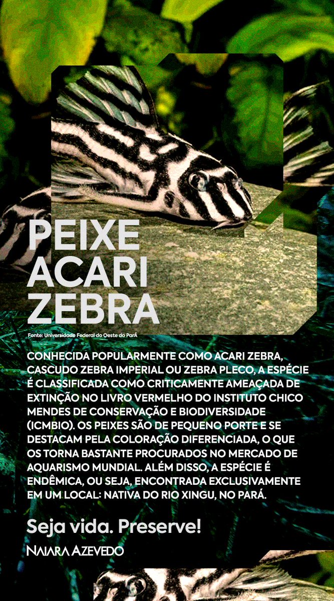 #SejaVida #Preserve #PeixeAcariZebra