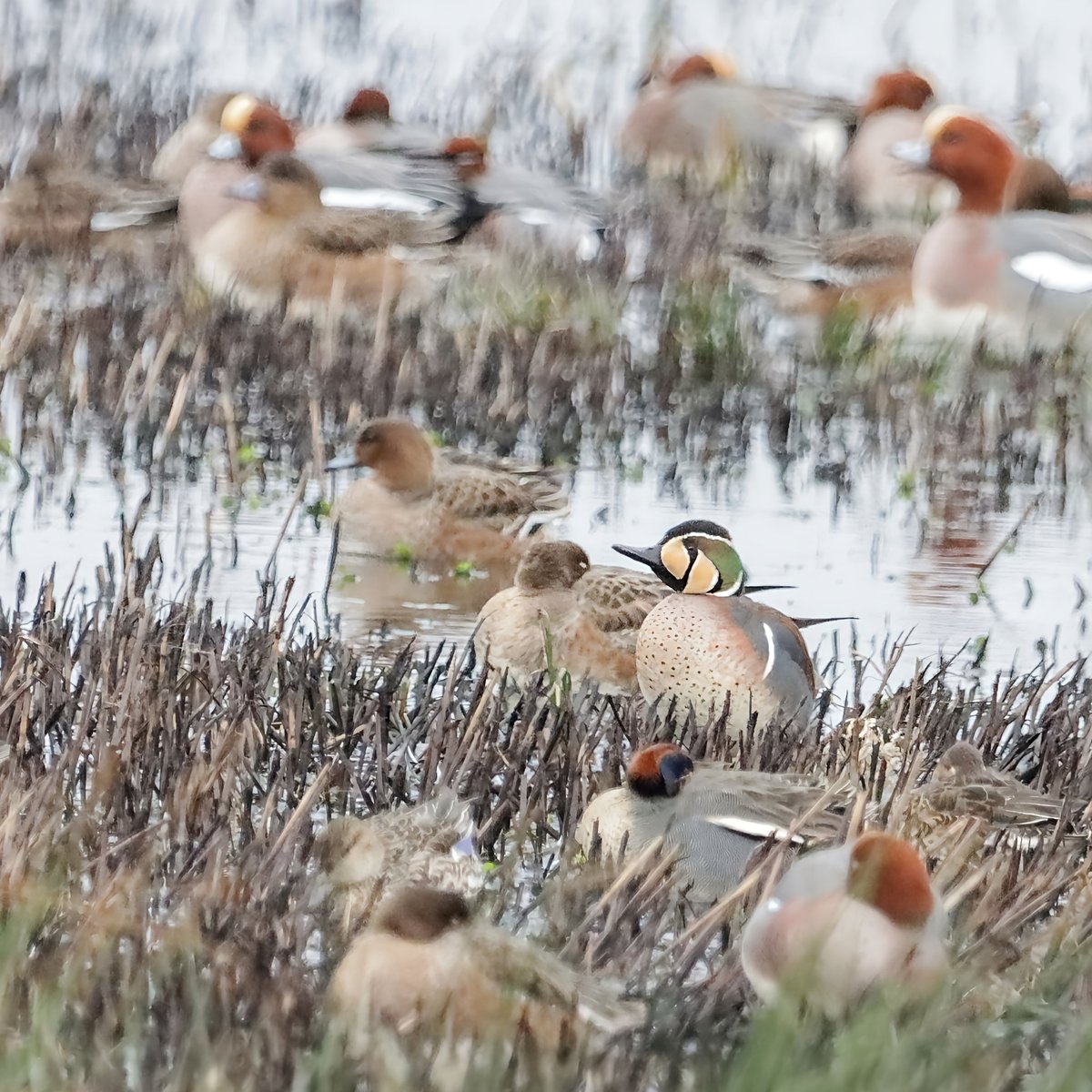 PhilRay62's tweet photo. Wet and grey at #RSPBGreylake this morning but great to see the Baikal teal and a fabulous male hen harrier @RSPBHamWall #wildlifephotography #birdphotography #birdwatching #BirdsSeenIn2023 #TwitterNatureCommunity #NaturePhotography #BirdsPhotography #birdwatching #Greylake https://t.co/GuybwqKGna