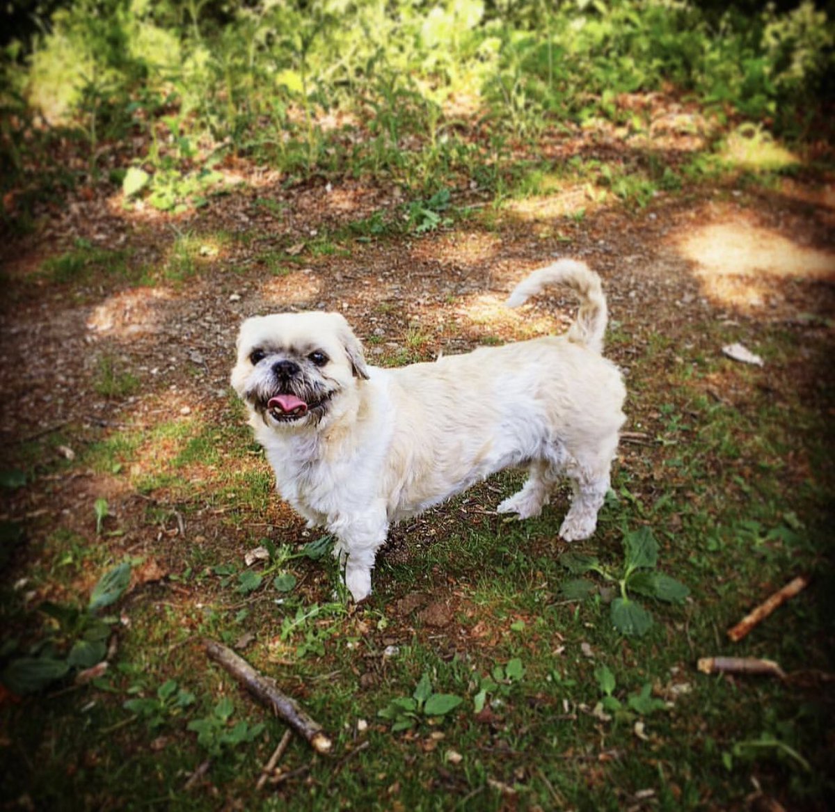 Du warst immer an meiner Seite. Und auch, wenn die Bezahlung durch Leckerlis manchmal ausblieb, hast du mich durch mein Leben getragen und stärker gemacht. Ich weiß, dass wirst du von da oben auch tun. Ich vermisse dich unendlich. Machs gut mein Schatz. Für immer der Beste 🕊️❤️‍🩹